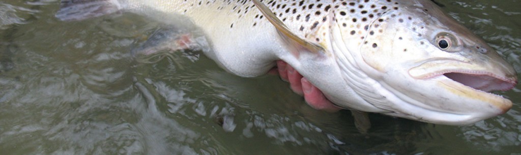 Pêche au lac du Bourget : sauvegarde de la truite lacustre