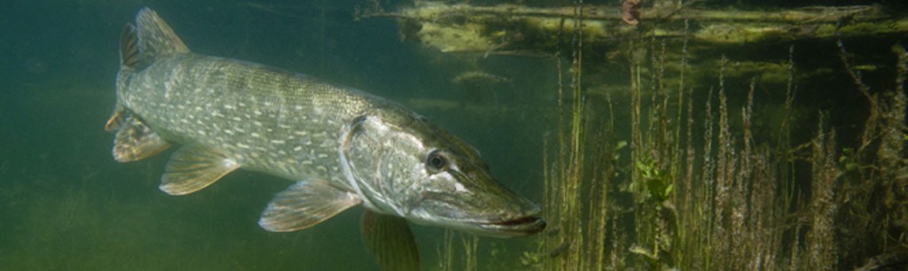 Pêche du brochet au lac du Bourget : c’est l’ouverture