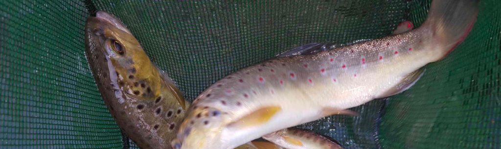 Sècheresse : Les Pêcheurs Chambériens en alerte