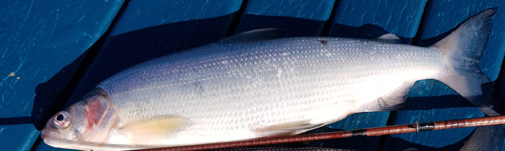 Ouverture de la  pêche des  Salmonidés<br>sur le lac du bourget