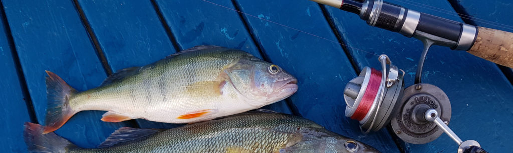 Saison de pêche 2022 – Lac du Bourget et ses rivières – Les pêcheurs chambériens